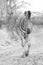 Zebra stallion approaching photographer on dirt road in Africa in black and white