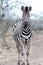 Zebra stallion being alert on dirt road in Africa