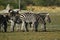 Zebra Stallion with his herd