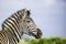 Zebra stallion, standing proud against blue sky