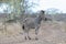 Zebra stallion on winding curving dirt road in Africa