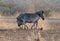 Zebra stallions fighting each other for dominance during golden hour in Africa