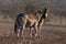 Zebra stallions sparring each other during golden hour in Africa