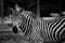 Zebra stand strips black-and-white beautiful alone solo