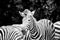 Zebra stand strips black-and-white beautiful standing out alone solo in herd