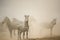 Zebra standing in dust, Serengeti, Tanzania