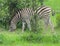 Zebra standing and eating.