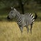 Zebra standing in field in the Serengeti