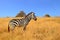 Zebra standing in Grass on Safari watching