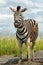 Zebra standing in the Hluhluwe Imfolozi Game Reserve