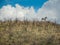 Zebra standing lonely on a hill in tanzania