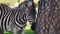 Zebra standing next to a tree trunk