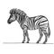 A zebra standing on a plain white background. The zebra has a black and white striped body, long mane, and a long tail.