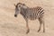 a zebra standing on a sandy ground with rocks around it