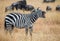 Zebra standing in the savannah and yawning. Kenya. Tanzania. National Park. Serengeti. Masai Mara.