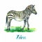 Zebra standing, side view, handpainted watercolor illustration isolated on white