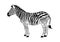 Zebra Standing Vector Illustration