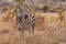 Zebra stands in a savannah in the Tsavo National Park in Kenya, Africa