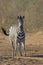 Zebra staring at waterhole