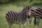 Zebra starring at the camera.