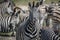 Zebra starring at the camera in Chobe.