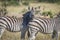 Zebra starring at the camera in Chobe.