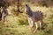 Zebra starring at the camera in Etosha.