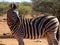 Zebra sticking out tongue