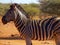 Zebra sticking out tongue