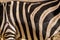 Zebra stipes