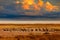 Zebra and storm evening sunset in Etosha Pan in Namibia. Wildlife nature, safari in dry season. African landscape with wild