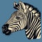 Zebra, striped horse, African savannah animal, cartoon vector