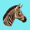 Zebra, striped horse, African savannah animal, cartoon vector