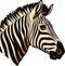 Zebra, striped horse, African savannah animal, cartoon vector