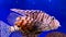 Zebra striped winged fish swims among algae and rocks, colorful underwater shots, aquarium. Close-up