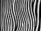 Zebra stripes background