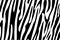 Zebra Stripes Seamless Pattern