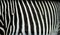 Zebra stripes texture