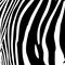 Zebra Stripes Vector