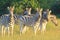 Zebra Stripes - Wildlife Background from Africa - Stare of Iconic Stripes