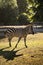 Zebra (subgenus Hippotigris) walking through the park surrounded by trees during daytime