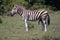 Zebra in the sun