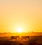 Zebra Sunset Botswana