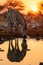 zebra at sunset drinking from a hole in the ground, in the style of impressive panoramas, sparkling water reflections