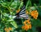 Zebra swallowtail butterfly