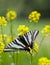 Zebra Swallowtail Butterfly