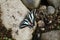 Zebra Swallowtail Butterfly