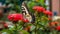 Zebra Swallowtail Butterfly in a flower garden