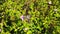 Zebra swallowtail butterfly on lantana camara flowers slow motion