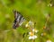 Zebra swallowtail butterfly - Protographium marcellus - eating nectar on Bidens alba or Spanish needle